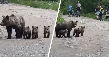 Niedźwiedzica z młodymi w Tatrach. Pilne ostrzeżenie dla turystów