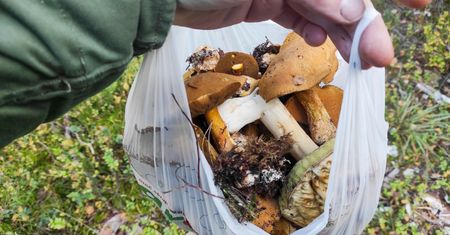 Błąd wielu grzybiarzy. Mandat kosztuje krocie