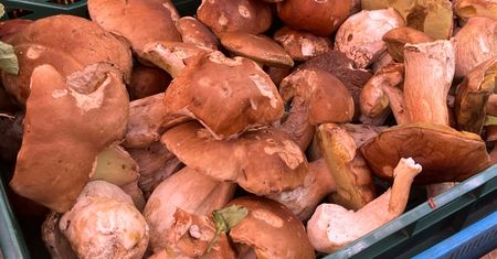 Różne ceny na jednym stoisku. Tyle zapłacisz za borowiki w Warszawie
