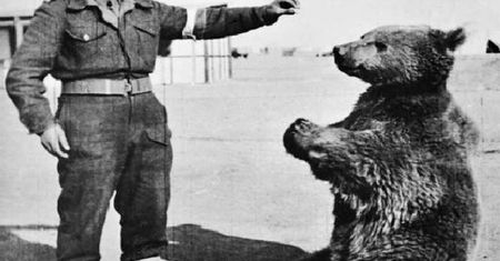 Smutny los najsłynniejszego niedźwiedzia w Wojsku Polskim. Co stało się z Wojtkiem po zakończeniu wojny?