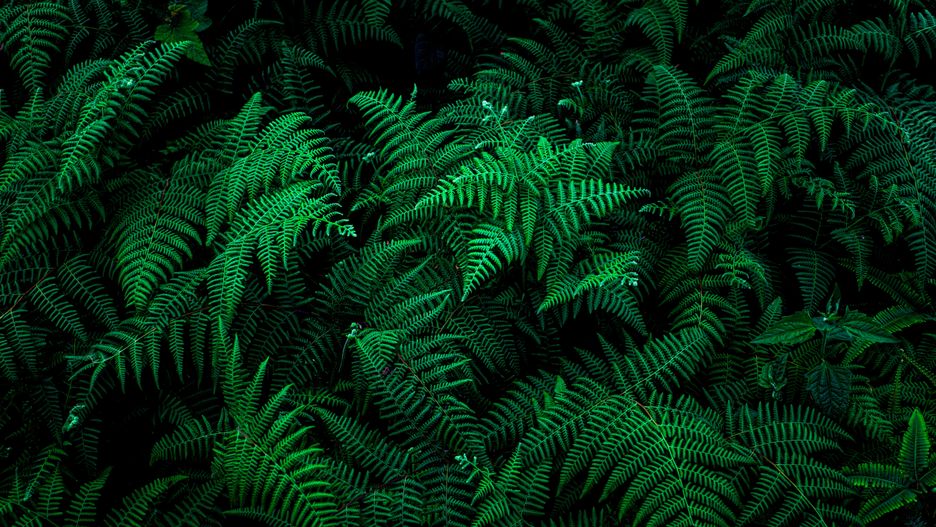 Decha Laoharuengrongkun
fern, green, nature, plant, leaf, forest, leaves, flora, garden, ferns, foliage, plants, growth, summer, natural, tree, environment, pattern, frond, botany, texture, branch, bracken, tropical, closeup, abstract, art, background, black, blur, botanical, bright, bush, color, concept, dark, decoration, design, ecology, exotic, floral, flower, frame, fresh