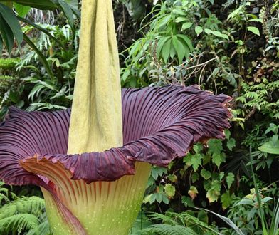 Olbrzymia, botaniczna osobliwość. Śmierdzi jak zgniłe mięso