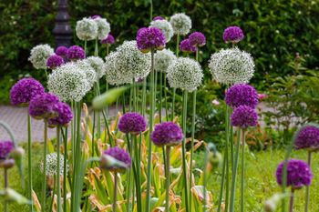 Zachwycają kolorami i przyciągają motyle. To hit nowoczesnych ogrodów
