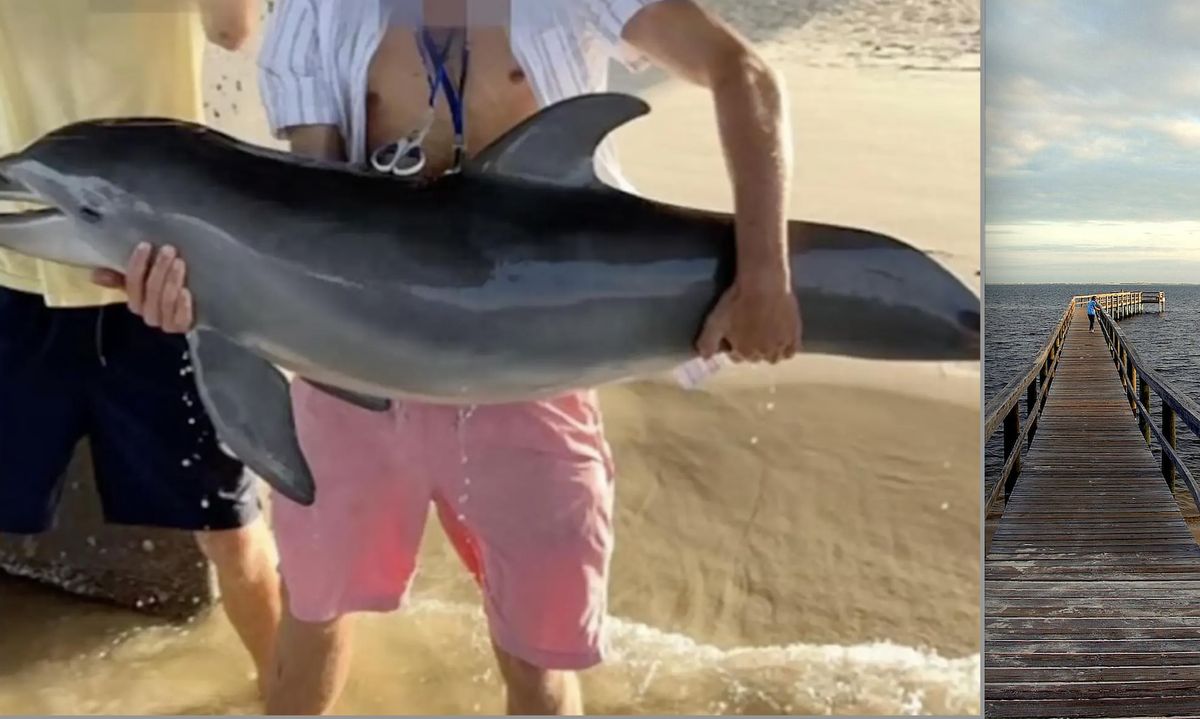 Zdjęcie w sieci wykonane było  w tym samym miejscu, gdzie znaleziono martwego delfina, przy moście na wyspie Amelia