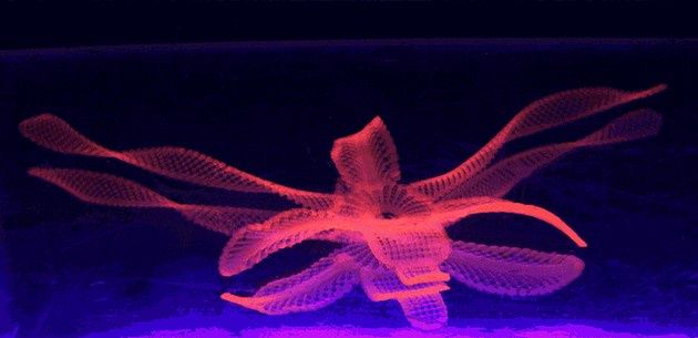 4D orchidea