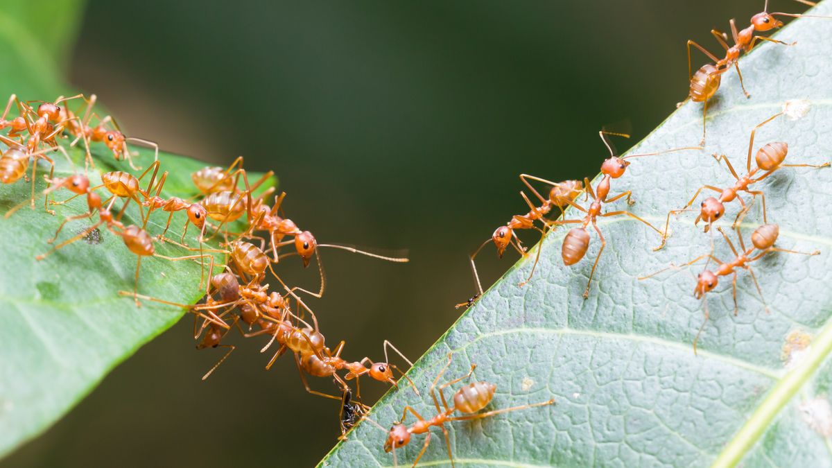 Mrówki ratują swoje towarzyszki