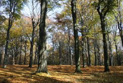 Chorzów. Miłość czy przypadek? Zakochani są wśród nas…