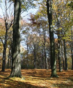 Chorzów. Miłość czy przypadek? Zakochani są wśród nas…