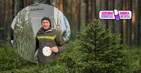 "Choinka dla życia". Lasy Państwowe rozdają drzewka w całej Polsce