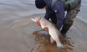 Była godz. 7 rano. Wyłowił rekordowego szczupaka. "118 cm"