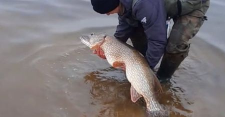 Była godz. 7 rano. Wyłowił rekordowego szczupaka. "118 cm"