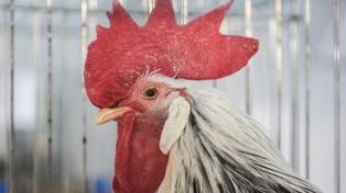 Masz kury? Od 13 maja 2025 wchodzi nowy wymóg, a potem będą kary
