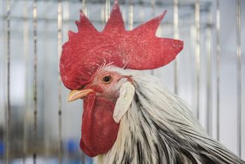 Masz kury? Od 13 maja 2025 wchodzi nowy wymóg, a potem będą kary