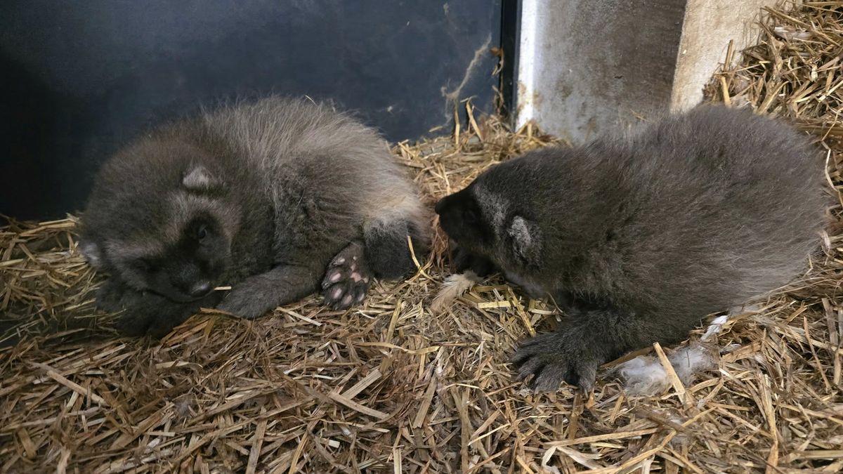 Pracownicy zoo zastanawiają się nad imionami dla małych rosomakó