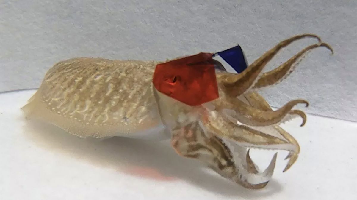 Naukowcy puszczają mątwie filmy 3D. Mają pomóc w nauce o percepcji głębi 1