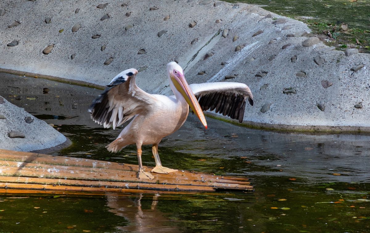 Pelikan różowy (zdjęcie ilustracyjne)