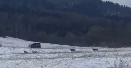 Kamery uchwyciły je na skraju lasu. Niesamowity widok komentują leśnicy