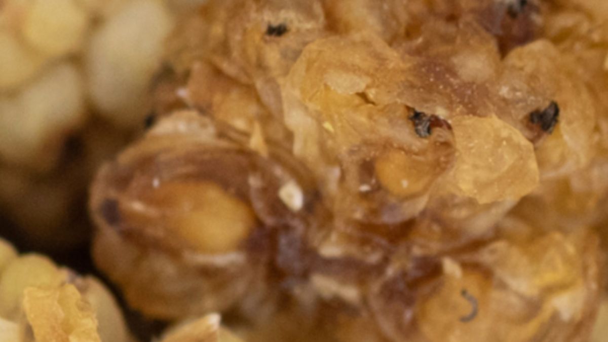 Suszona morwa biała jest lepsza niż słodycze