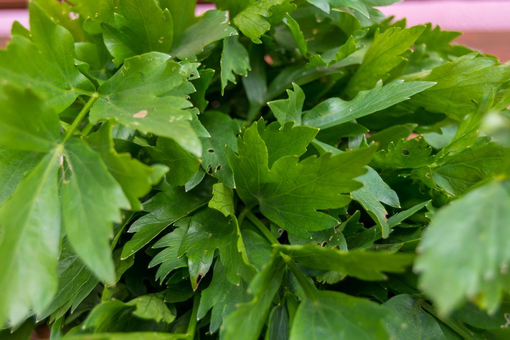 Żeby cieszyć się aromatem świeżego lubczyku także zimą, przygotujmy z niego pastę
