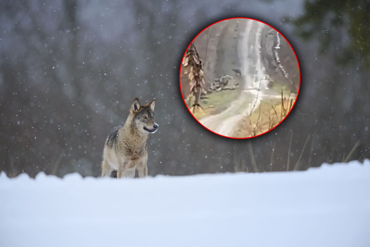 W biały dzień nagrała dwa wilki. "Prosimy o czujność"