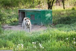 Weto prezydenta ws. ustawy łańcuchowej. Co na to Polacy?