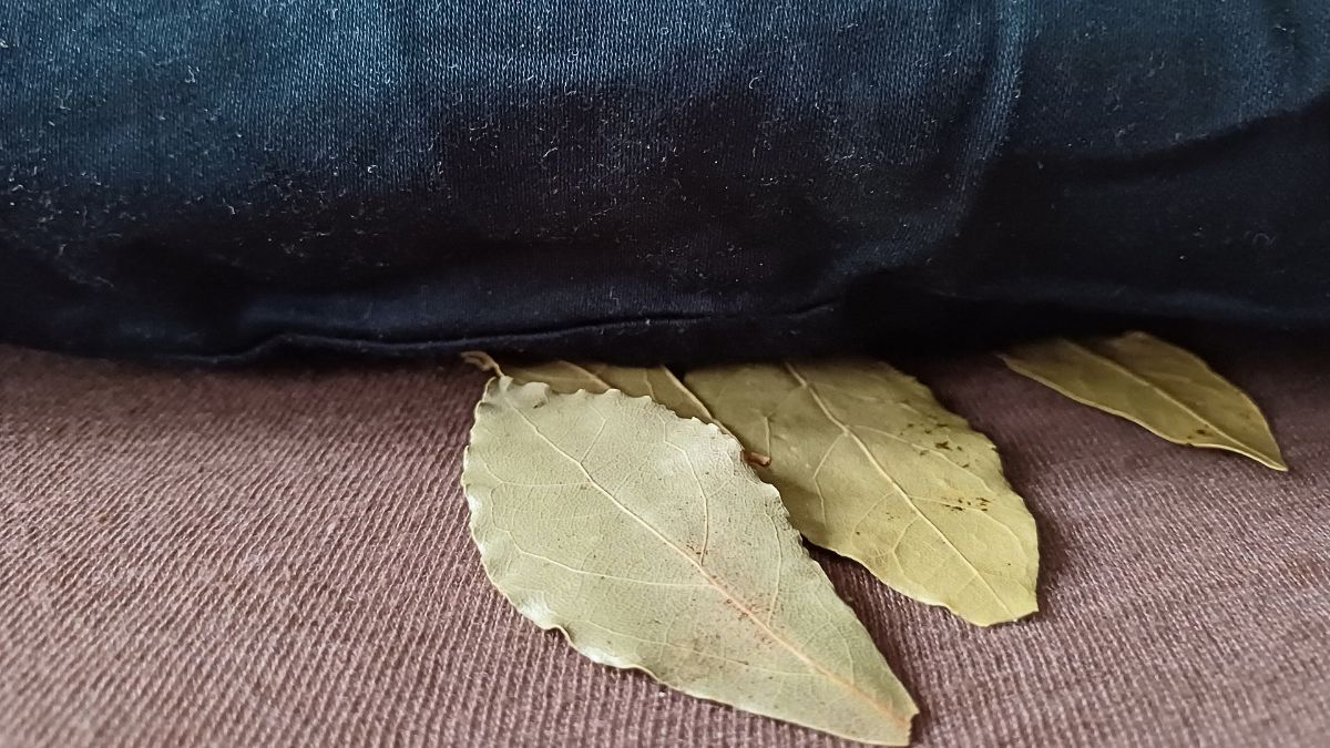Połóż liść laurowy pod poduszką. Rano od razu poczujesz różnicę