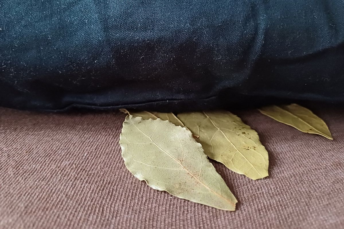 Połóż liść laurowy na noc pod poduszką. Rano od razu poczujesz efekt