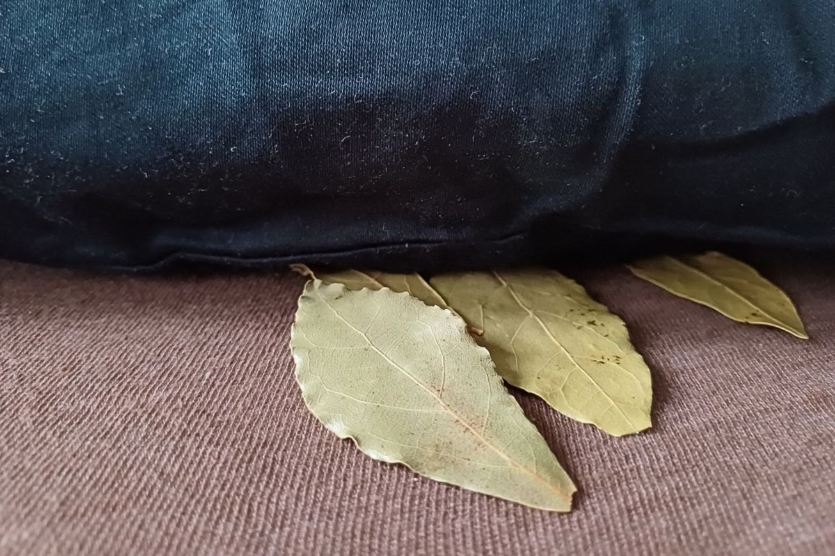 Place a bay leaf under your pillow. In the morning, you will immediately feel the difference.