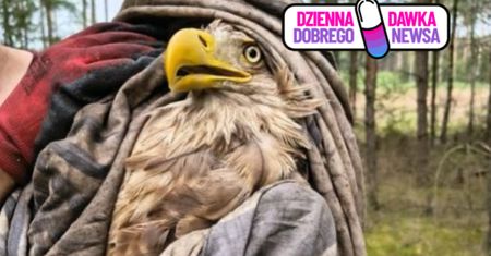 Nie mógł wzbić się w powietrze. Szybka reakcja uratowała życie bielika