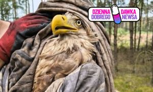 Nie mógł wzbić się w powietrze. Szybka reakcja uratowała życie bielika