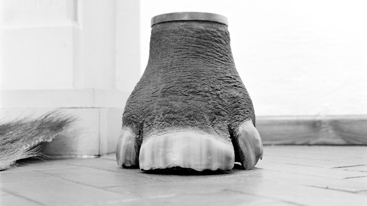 Szóste wielkie wymieranie na zdjęciach Jacka Kusza 1