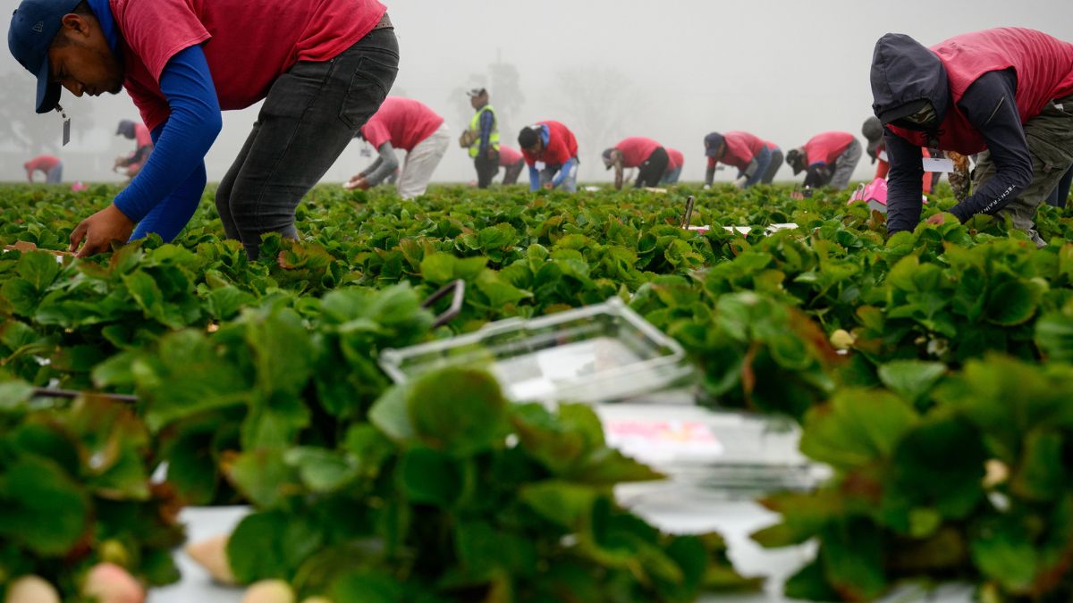 Niemieccy plantatorzy truskawek są okradani (zdj. podgl.).