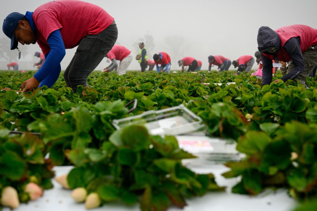 Niemieccy plantatorzy truskawek są okradani. Na polach zakładają kamery