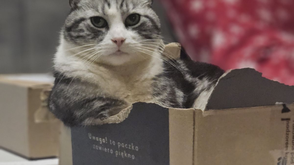 Pepe le Cat