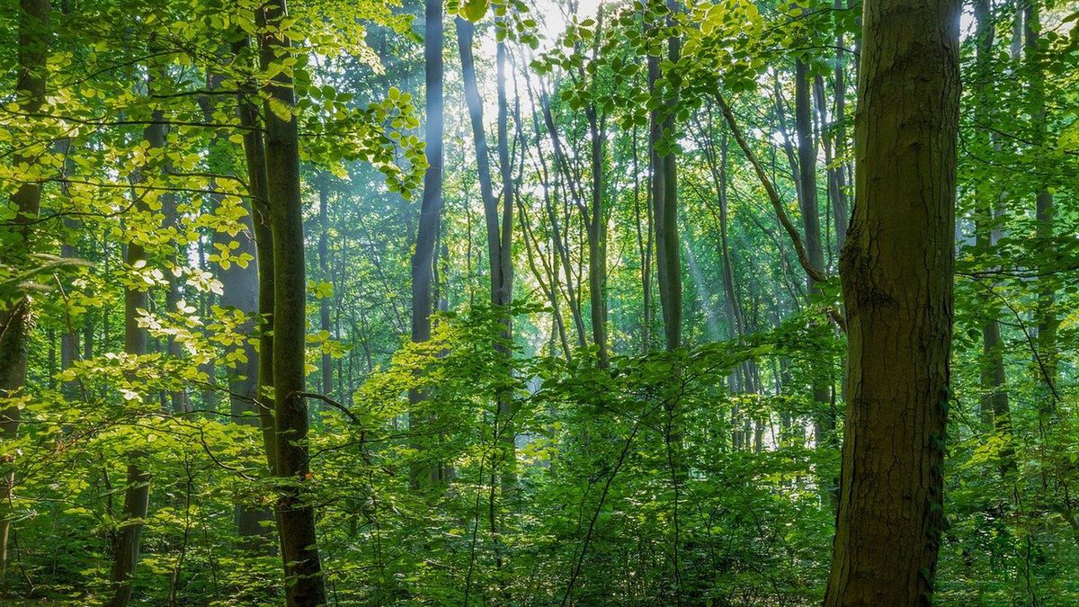 Drzewa - zdjęcie ilustracyjne