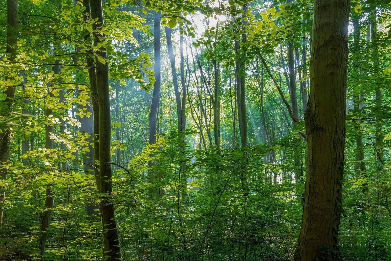 Ponad jedna trzecia gatunków drzew na świecie zagrożona wyginięciem. Dlaczego?