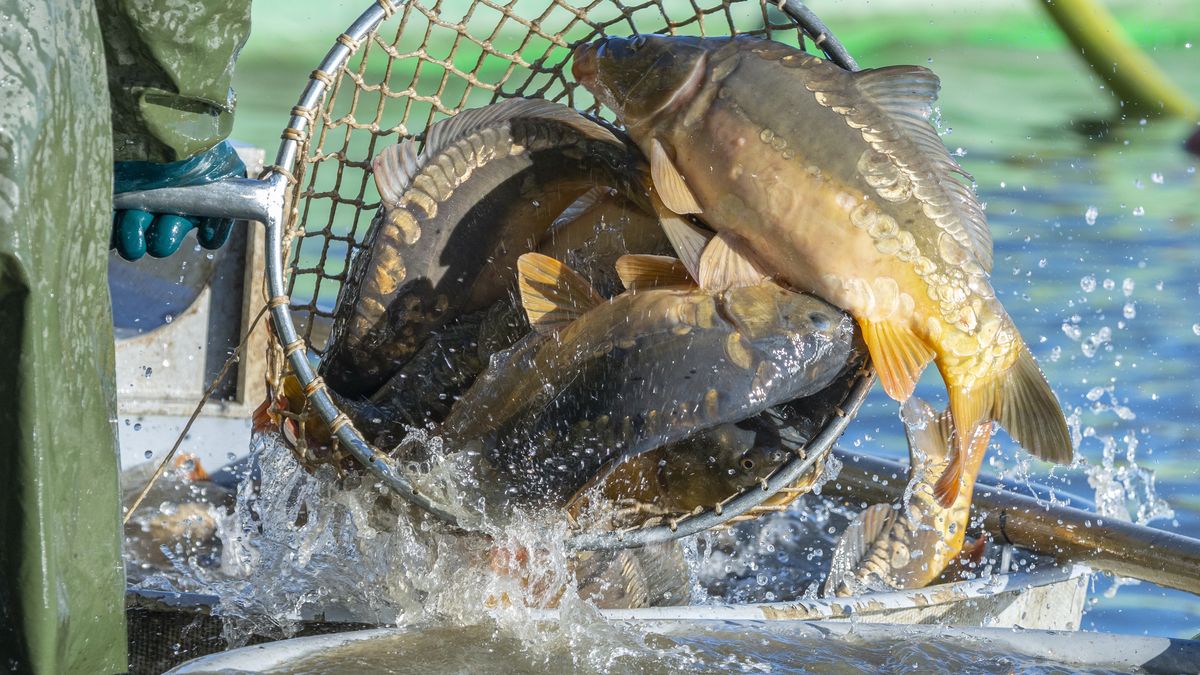 Karp azjatycki nie będzie azjatycki. Urząd zmienia nazwę 