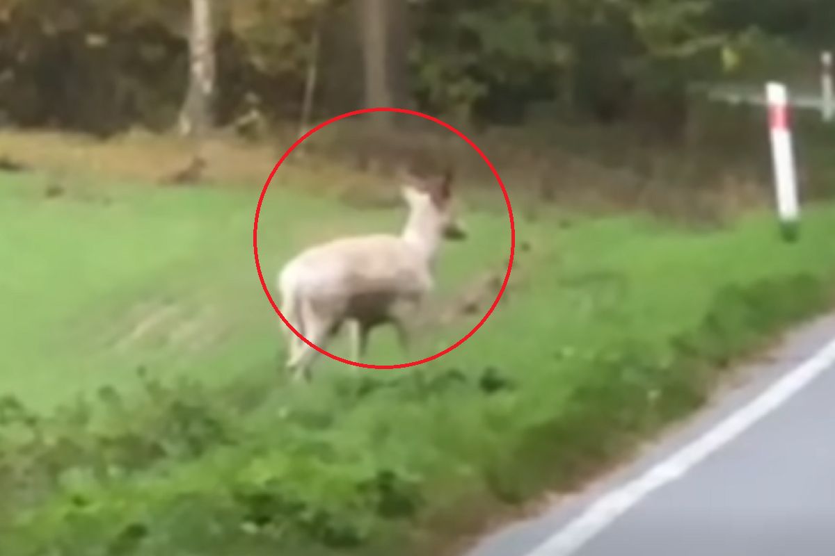 Leśnik chwycił za telefon. "To symbol szczęścia"