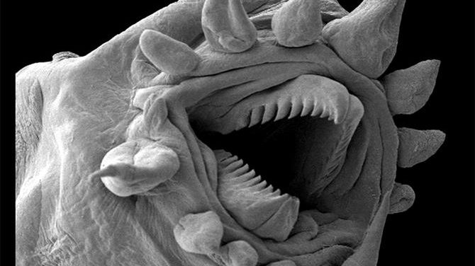 Czym zrobiono zdjęcie najbardziej przerażającego zwierzęcia świata? 1