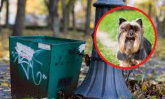 Tłukł yorkiem o metalowy kosz. Zakatował psa na oczach przechodniów