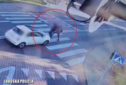 Koszmar na przejściu dla pieszych. Auto potrąciło dwie osoby. Policja pokazała nagranie
