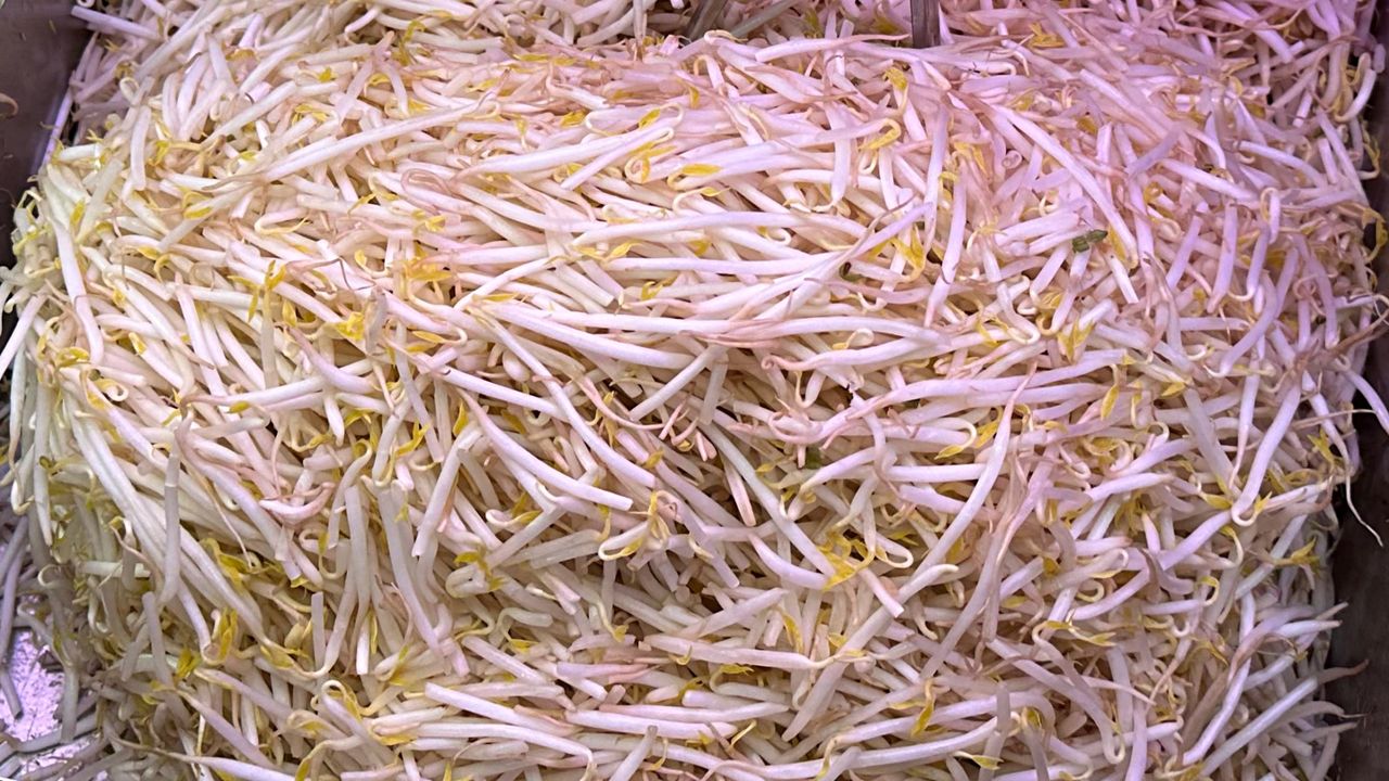 Pomogą podkręcić metabolizm i mają mnóstwo białka. Nie musisz kupować, wyhoduj na parapecie