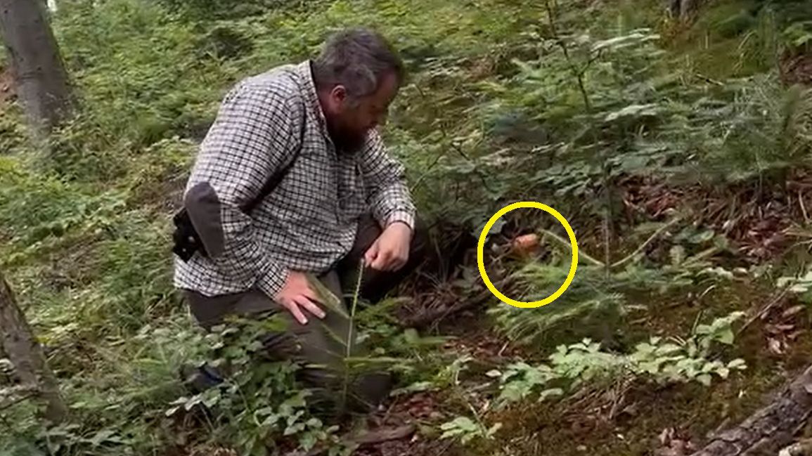 W bieszczadzkich lasach pojawiły się pierwsze prawdziwki.