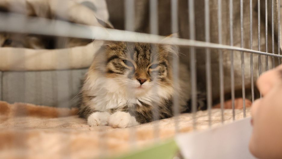 Pokaz kotów w M1 Czeladź