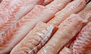 Kup zamiast dorsza. Jedna z najzdrowszych ryb