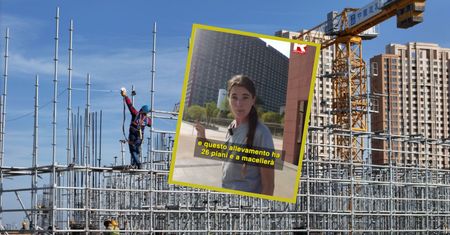 Wieżowiec dla świń w Chinach. Są oddzielne piętra z lochami, knurami oraz warchlakami