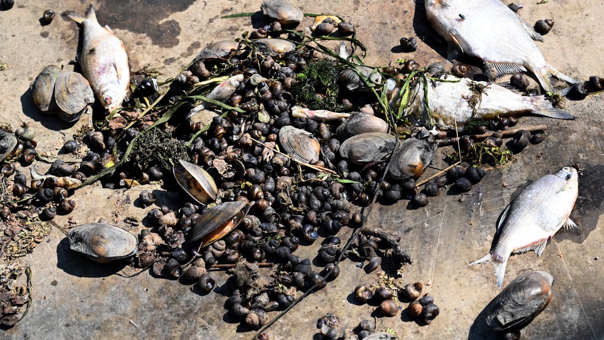 Odra została zasolona?