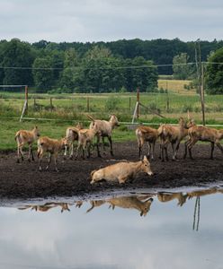 Zagrodził dojazd do mazurskich atrakcji. Miał dość braku reakcji gminy
