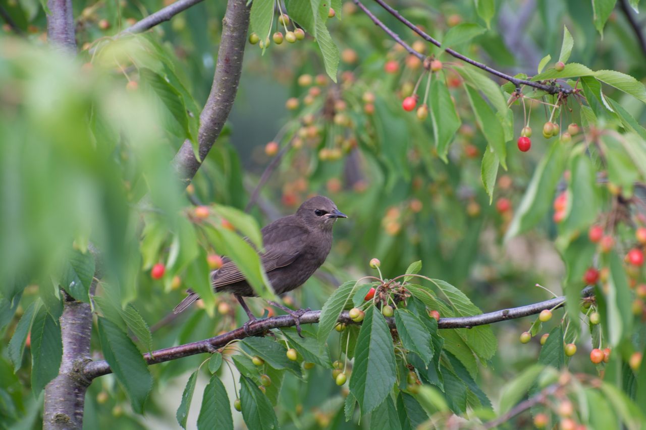 How to get rid of starlings from the garden?