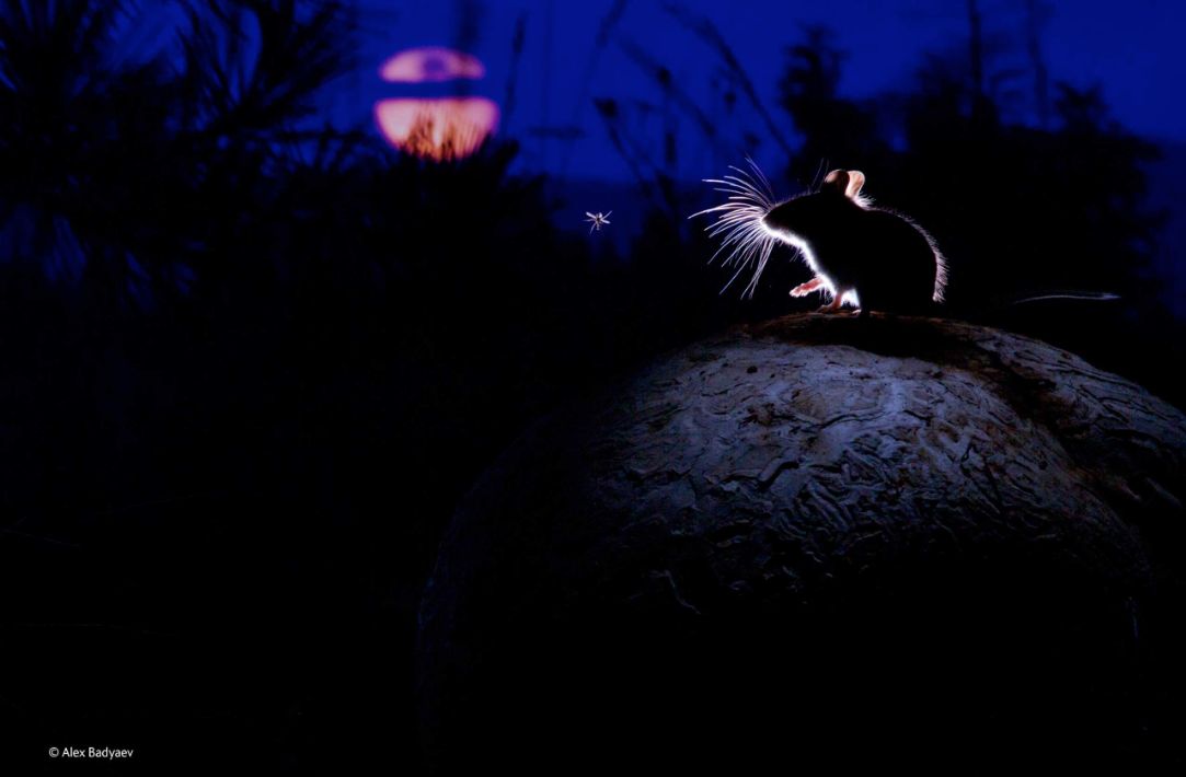 W kategorii Ssaki, zwyciężył Alexander Badyaev z Rosji zdjęciem Mysz, księżyc i komar. Co ciekawe zdjęcie zostało wykonane w USA w Montanie. Fotograf upatrzył sobie purchawkę i postanowił wrócić do niej przy pełni księżyca. Leżał na ziemi i obserwował zwierzęta zaciekawione grzybem. Alexander Badyaev fotografował przy świetle księżyca delikatnie doświetlając scenę lampą błyskową.